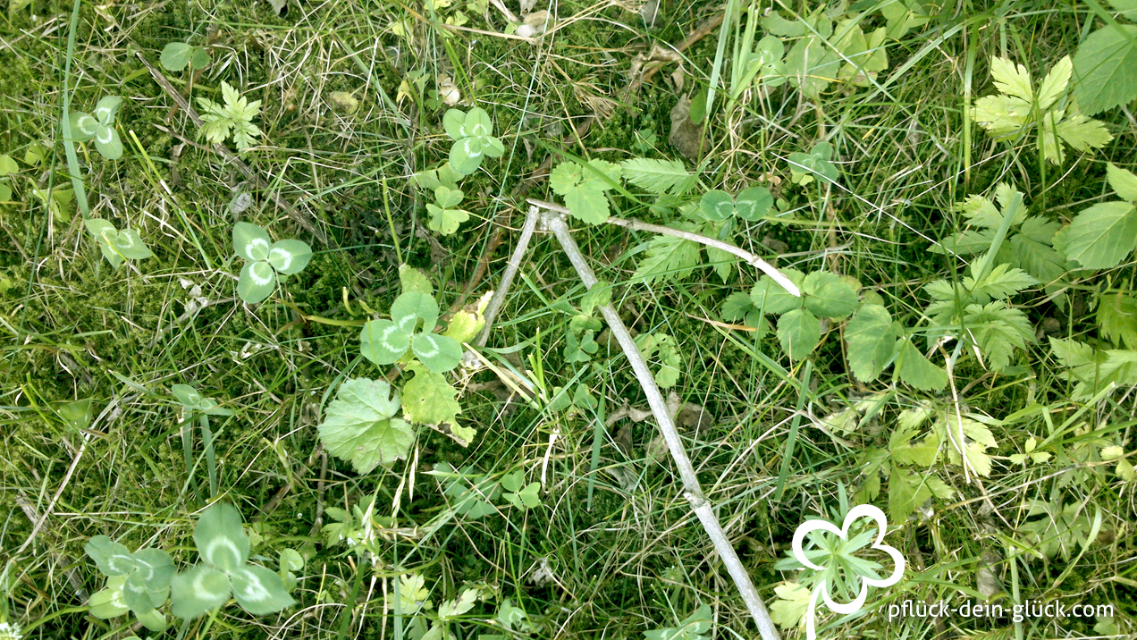 Der kleine Vierklee