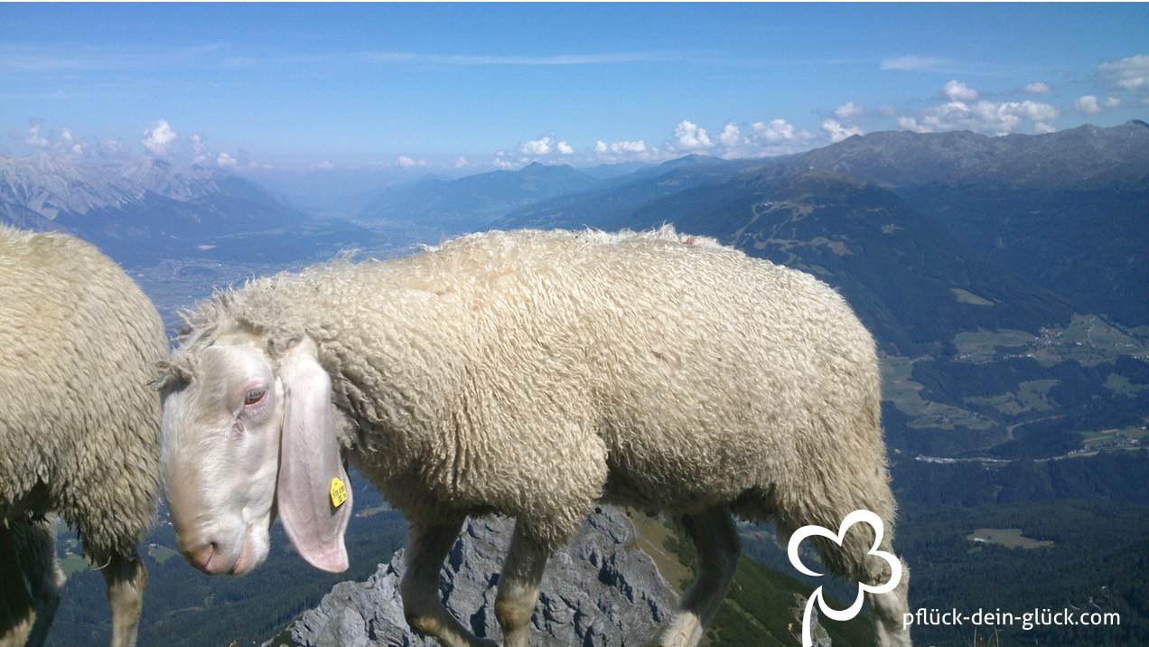 Schaf am Berg