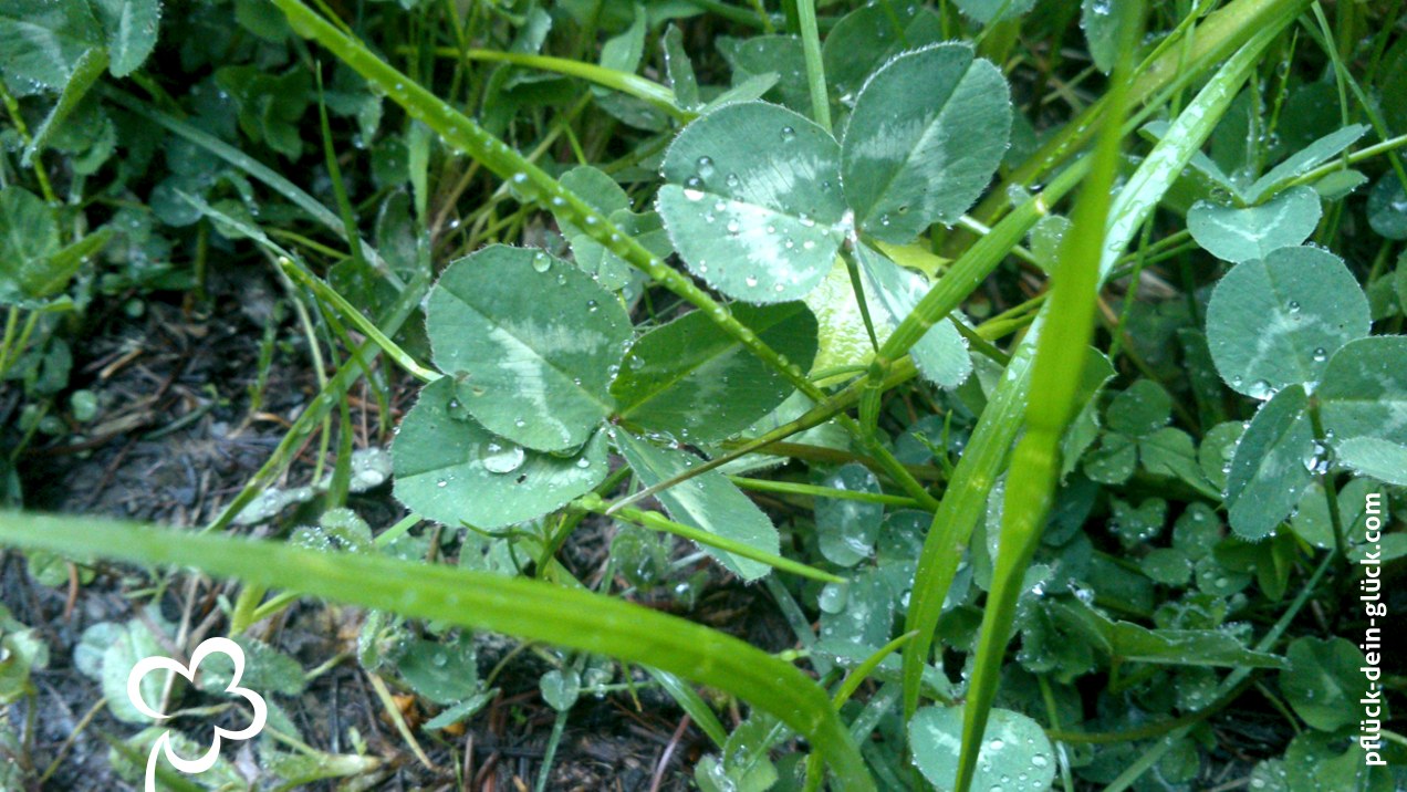 vierklee-20