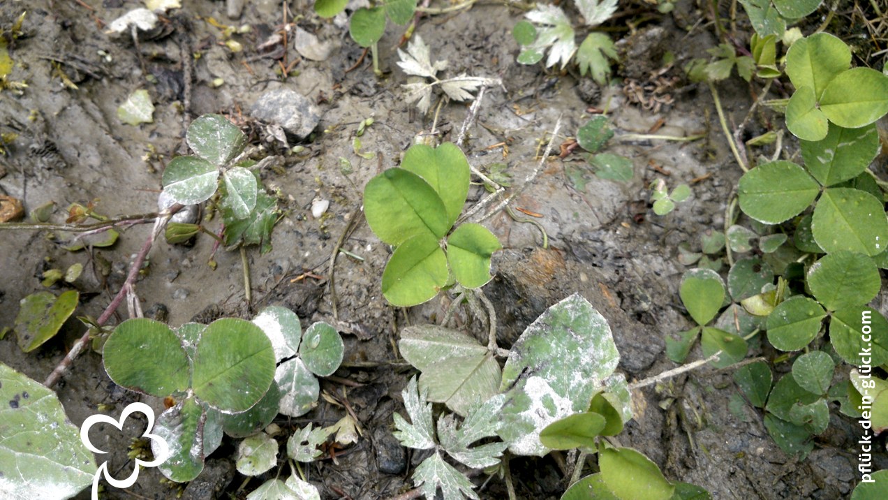 Glücksklee im Matsch