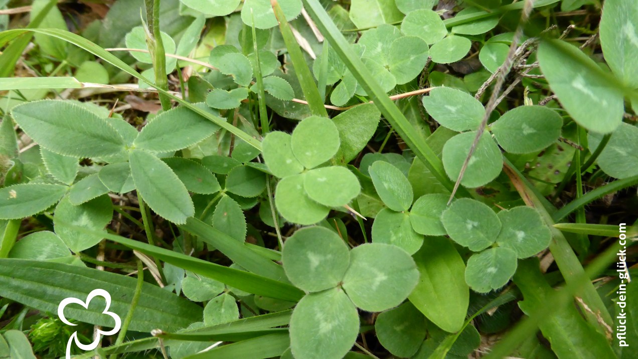 gluecksklee-47-christina3