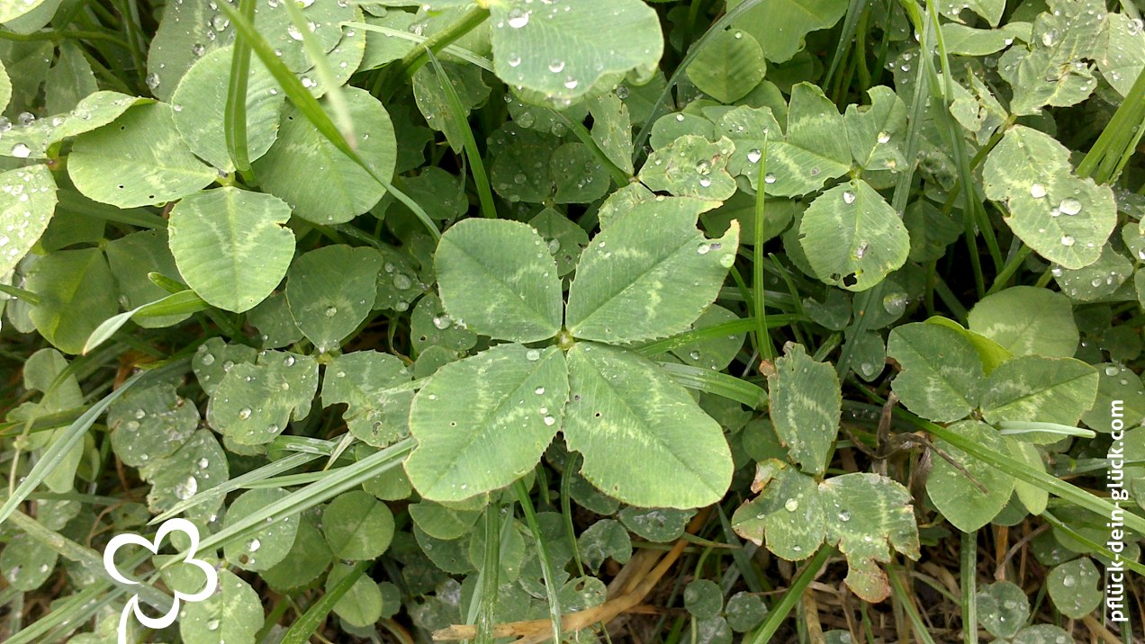 gluecksklee-48-christina1