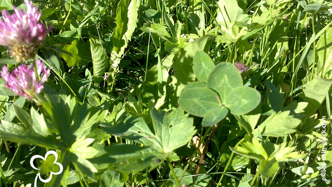 gluecksklee-49-christina2