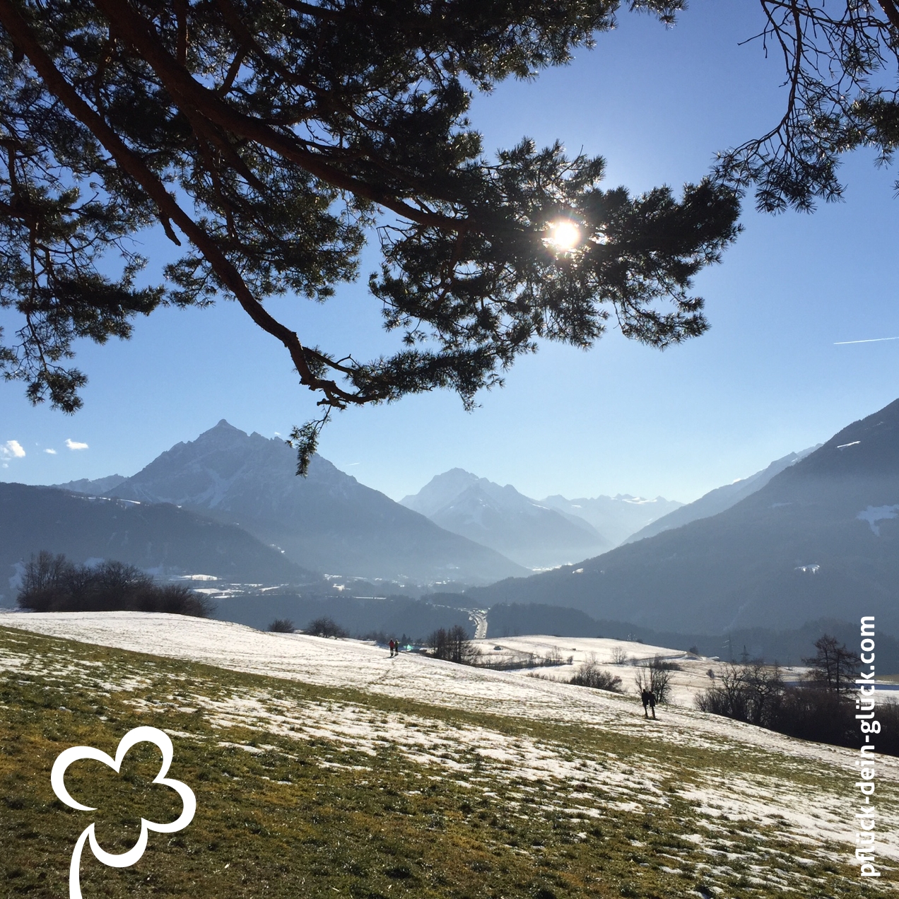 gluecksklee-86b_igls